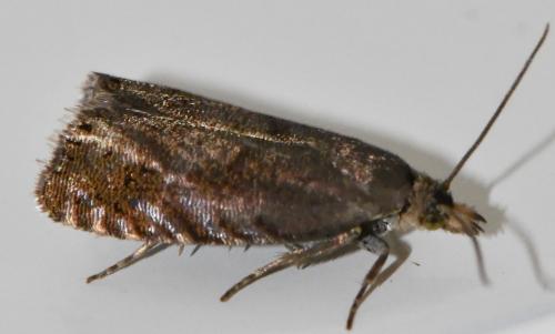 Réf. 343 383 : Dichrorampha sp.